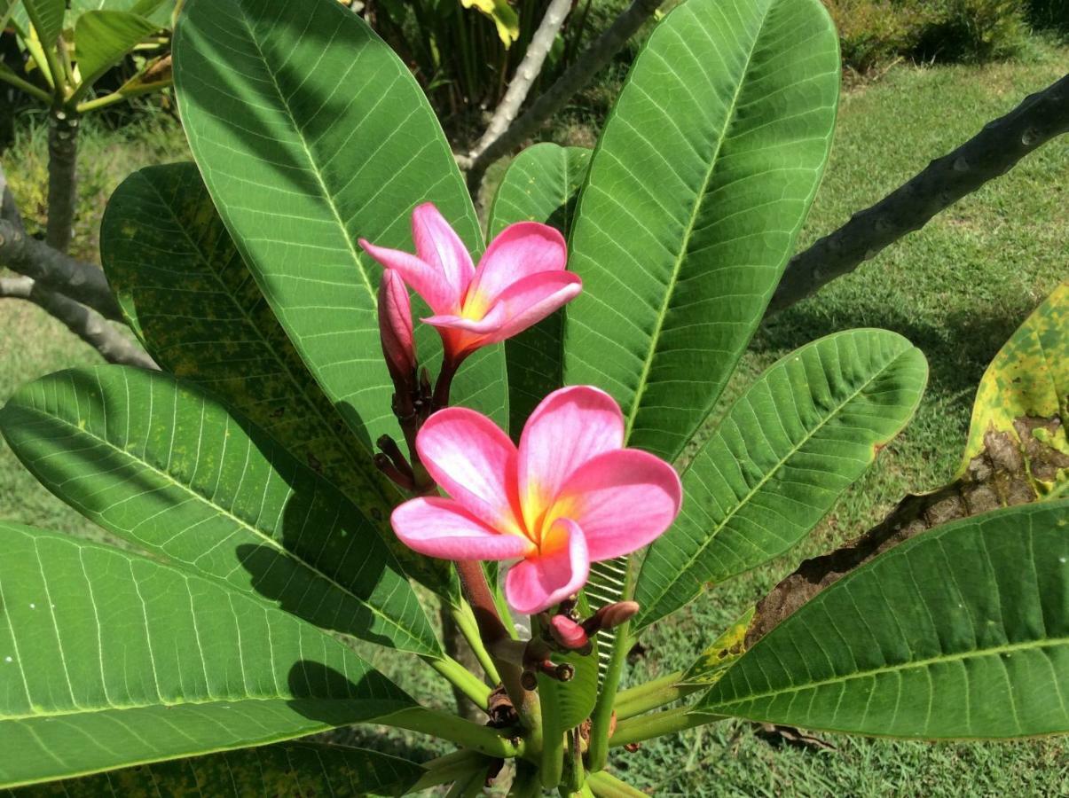 Gite Les Jardins D'Enoha Anse-Bertrand ภายนอก รูปภาพ